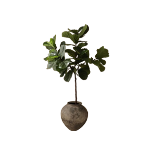 Botané Geigenblatt-Feigenstängel, Grün